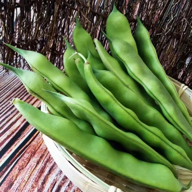 正宗当季东北油豆角九月青现摘新鲜嫩蔬菜黑龙江大宽油豆角500克