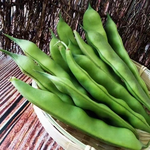 正宗当季东北油豆角九月青现摘新鲜嫩蔬菜黑龙江大宽油豆角500克