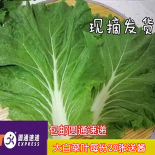 东北新鲜大白菜批发打饭包菜叶打菜包饭包白菜叶子20张包邮圆通