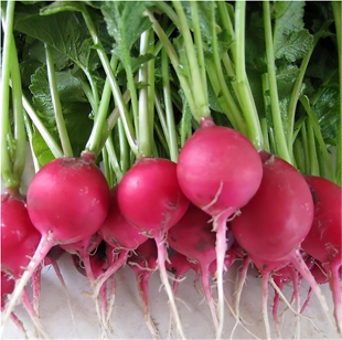 樱桃萝卜新鲜水果红皮甜脆生吃东北特产蔬菜蘸酱菜小萝卜带缨500g