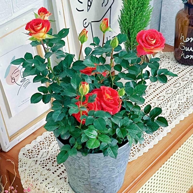 双鱼座月季二乔带花盆栽多季开阳台浓香特大花卉庭院植物地栽玫瑰