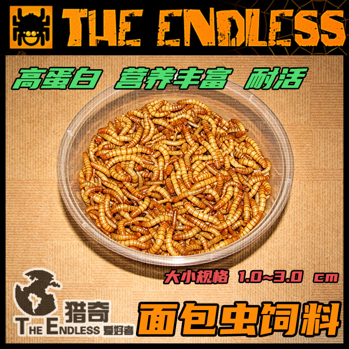 【TE猎奇】爬宠 异宠 螳螂 跳蛛 蜥蜴 昆虫 蜘蛛 活体饲料 面包虫