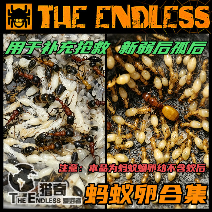 【TE猎奇】红黑细长蚁 费氏弓背蚁蛹 茧子 新后补充 抢救弱后孤后