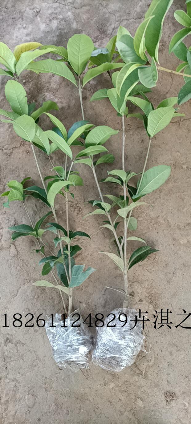 桂花树苗浓香原生实生四季桂花金桂丹天香台阁高杆大型地栽庭院