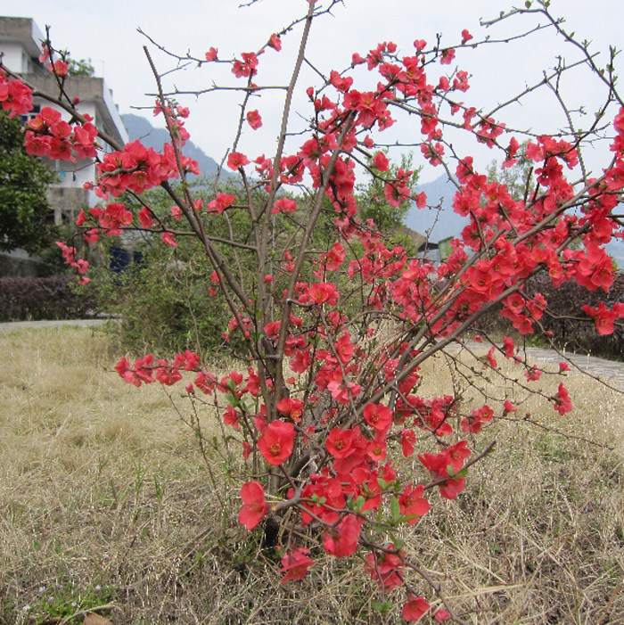 庭院植物日本海棠苗室内盆栽海棠花苗贴梗海棠苗木瓜海棠皱皮木瓜