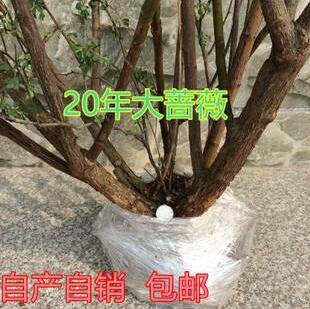 多花蔷薇老桩老根6-20多年树桩蔷薇当年开花玫瑰月季蔷薇花苗