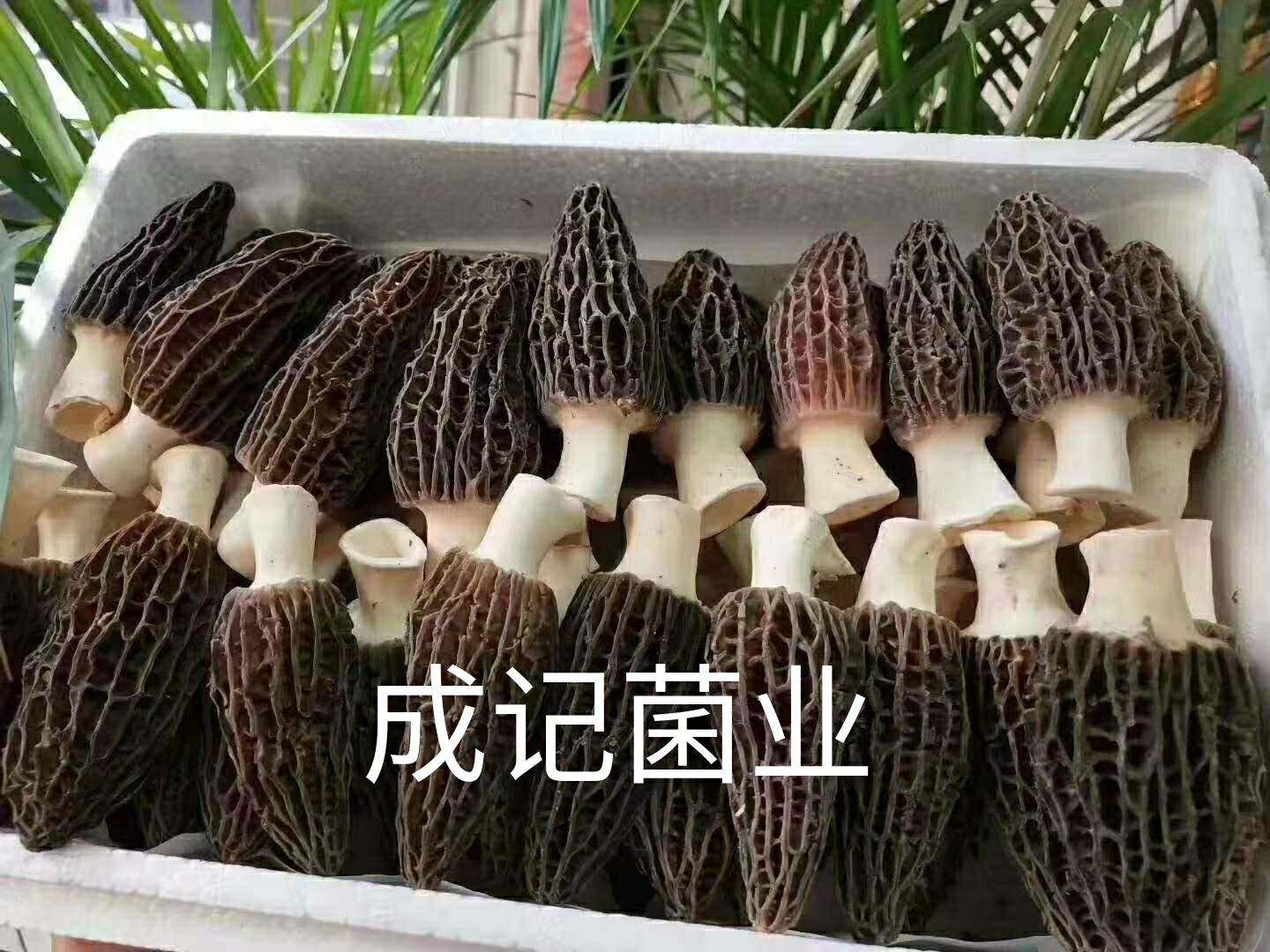 鲜 羊肚菌上市了  2024新品 餐厅酒店特色食材 按行情调价