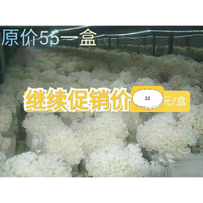 新鲜绣球菌又叫蜂窝菌 特色火锅菌菇食材10元/150g一盒 顺丰到家