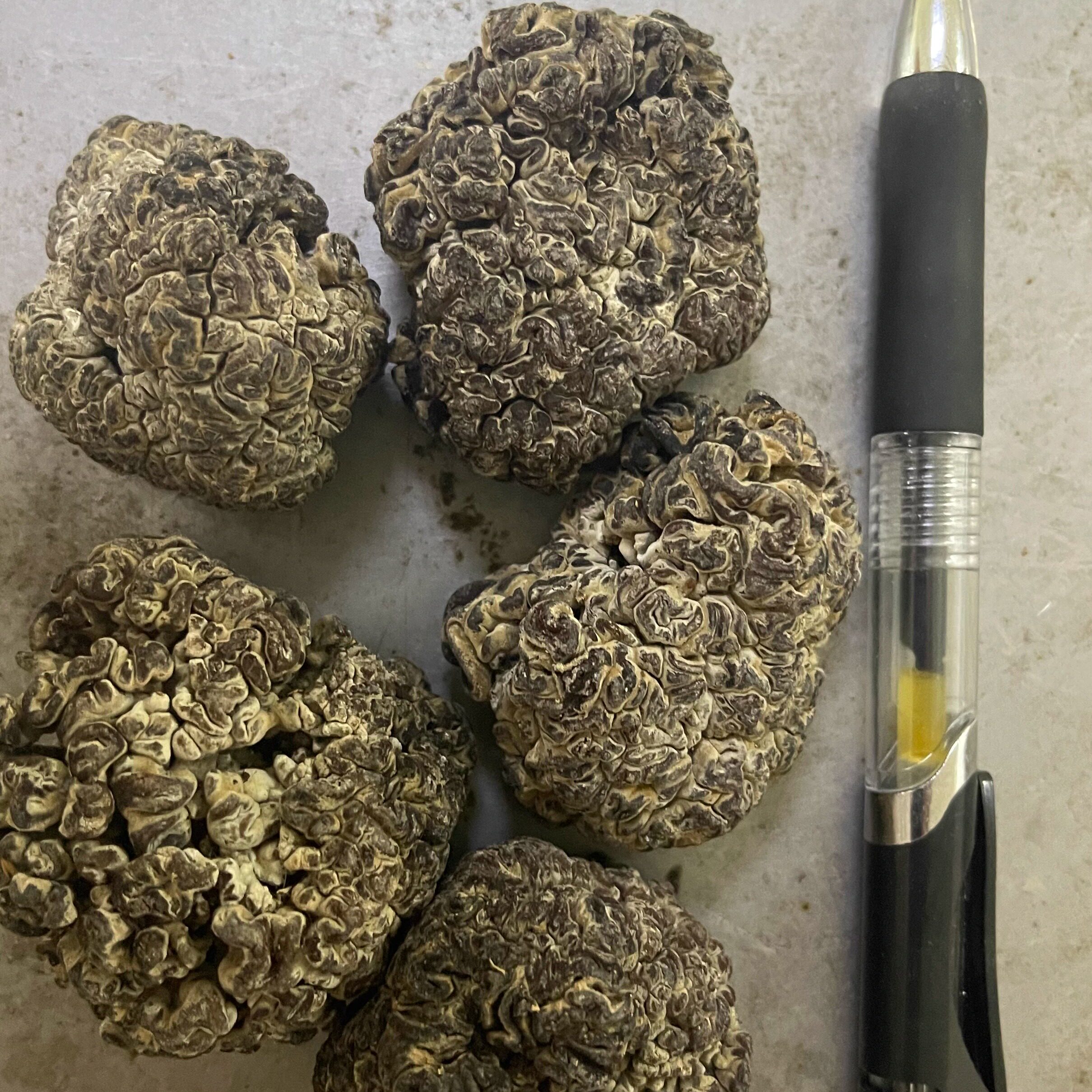 猴脑菇猴脑菌核桃菌玛瑙菌玛咖菌黑核桃菌500g海参菇黑松菌玛卡菌