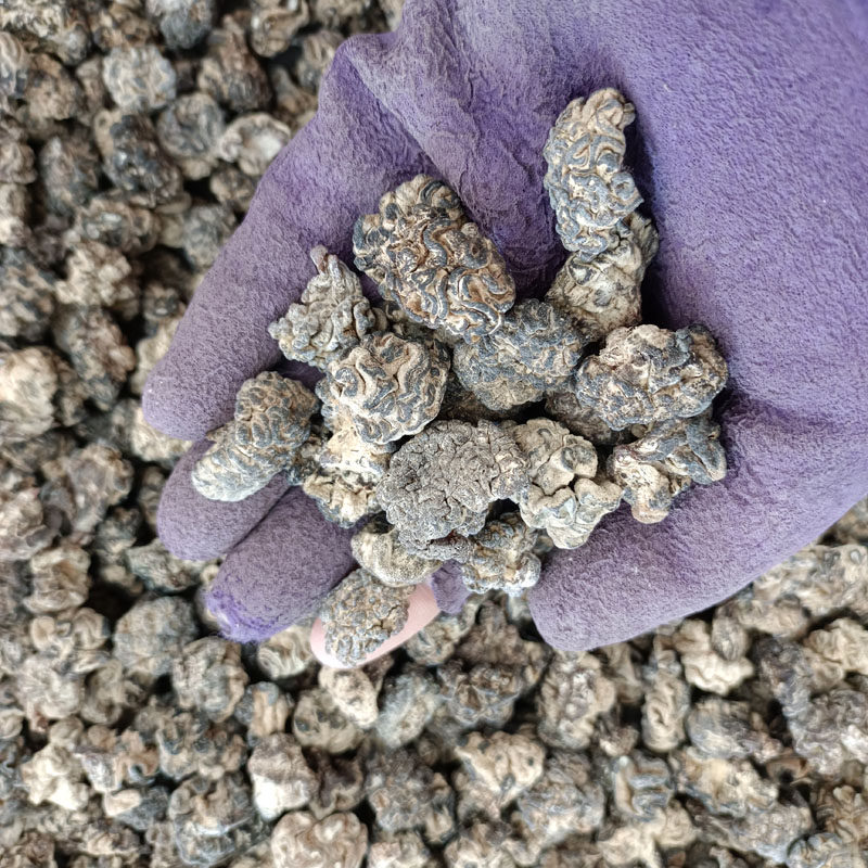 实物照片猴脑菇核桃菌玛瑙菌干货食材500g海参菇黑松菌玛咖菌食用