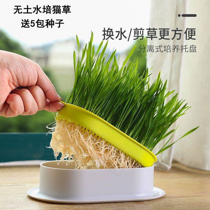 猫草种子水培猫草盒猫零食无土种植套装猫咪化毛去毛球