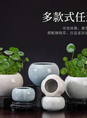 铜钱草小花盆陶瓷水培花瓶插花