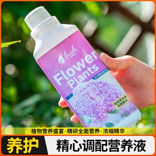 种球专用营养液水仙种球朱顶红百合郁金香风信子风雨兰肥料营养液