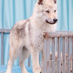 捷克狼犬CKU犬舍护卫犬伴侣犬幼犬捷克斯洛伐克狼犬大辽犬业