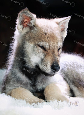 纯种双血统捷克狼犬幼犬赛级捷克狼犬宠物忠诚护卫犬