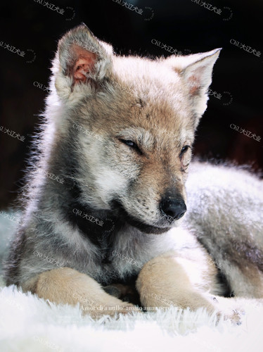 纯种双血统捷克狼犬幼犬赛级捷克狼犬宠物忠诚护卫犬