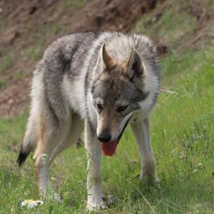 捷克斯洛伐克狼犬纯种双血统捷克狼犬宠物级赛级幼犬-CKU认证犬舍