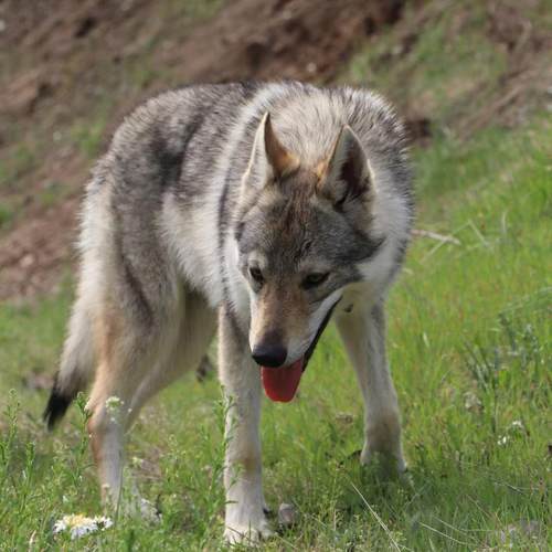 护主工作犬大型帅气宠物犬活体