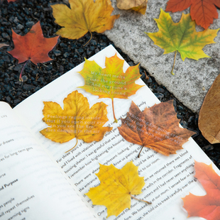 美好的一天PET贴纸枫叶季 四季多彩枫树树叶植物手账装饰防水贴画