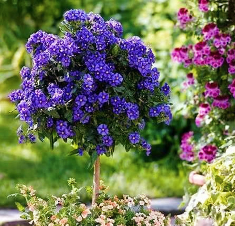 珍珍蓝花茄春秋开花开花多