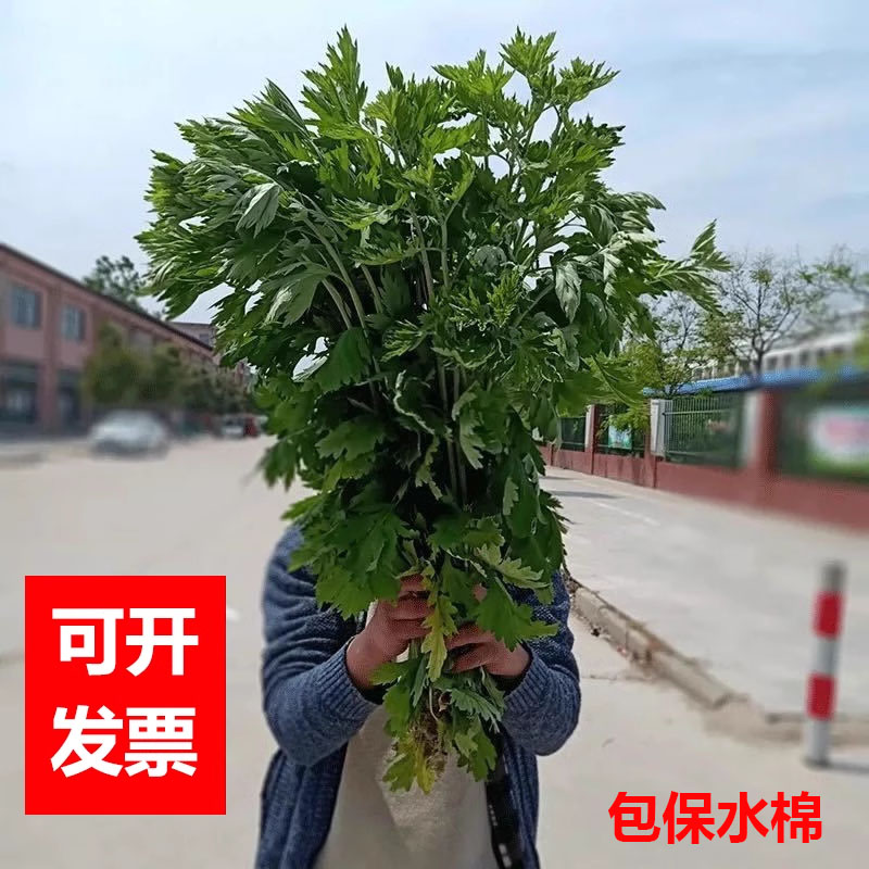 新鲜艾草端午艾叶菖蒲整颗挂门窗