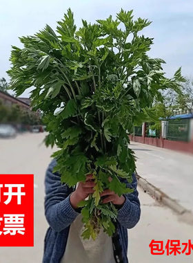 新鲜艾草中药材泡脚挂门窗驱蚊