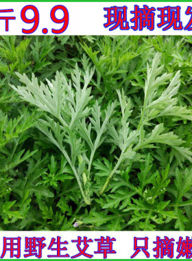 新鲜艾叶草食用艾草叶青团清明果专用嫩芽鲜艾草野生艾蒿艾叶现摘