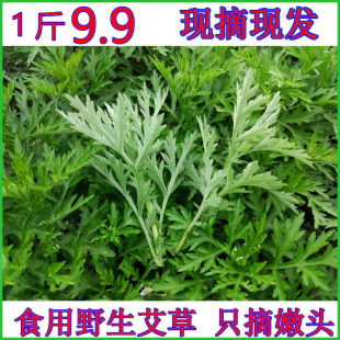 新鲜艾叶草食用艾草叶青团清明果专用嫩芽鲜艾草野生艾蒿艾叶现摘