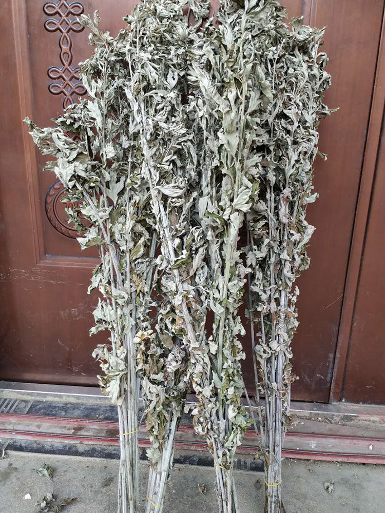 新鲜艾草叶整颗端午节菖蒲挂门窗全株艾草长颗野生艾蒿泡澡驱蚊