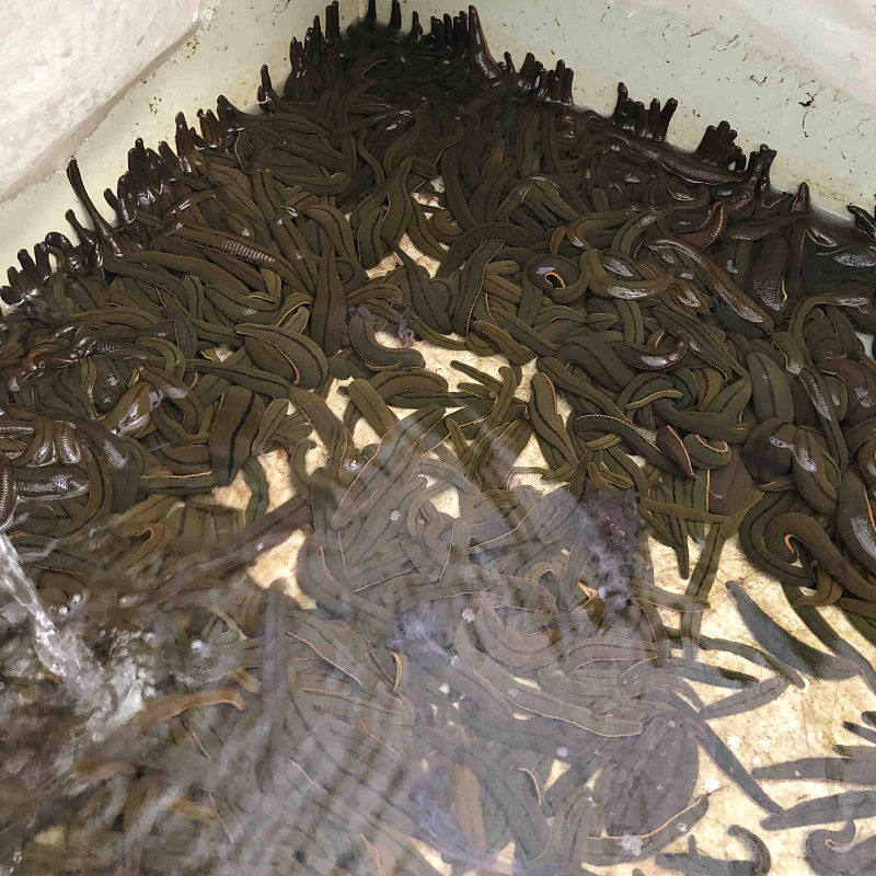 正宗菲牛蛭活体50条装5g每条药用水蛭金边蚂蝗吸血蚂蟥包活
