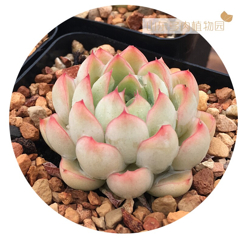 素冰多肉植物正版进口绿植趣味盆栽客厅摆件阳台萌肉花卉月影小素