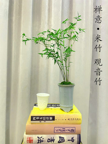 观音竹 观赏小米竹 室内盆栽盆景办公桌茶几桌面绿植禅意水培竹子