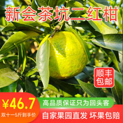 2025年新会柑鲜果陈皮原料茶枝柑新鲜正宗茶坑自家种植圈枝二红柑