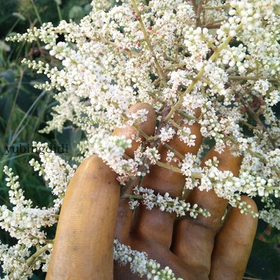 庭院盆栽木本花卉特价