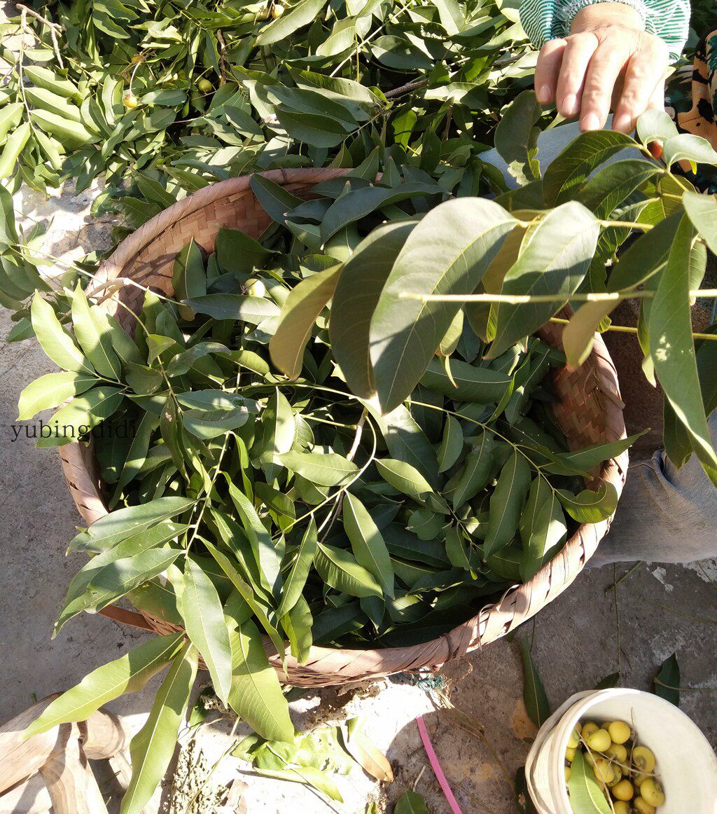 无患子盆栽小树居家盆景地栽菩提树无患籽树叶 新鲜树叶