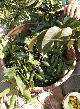 无患子叶子新鲜新鲜树叶多用