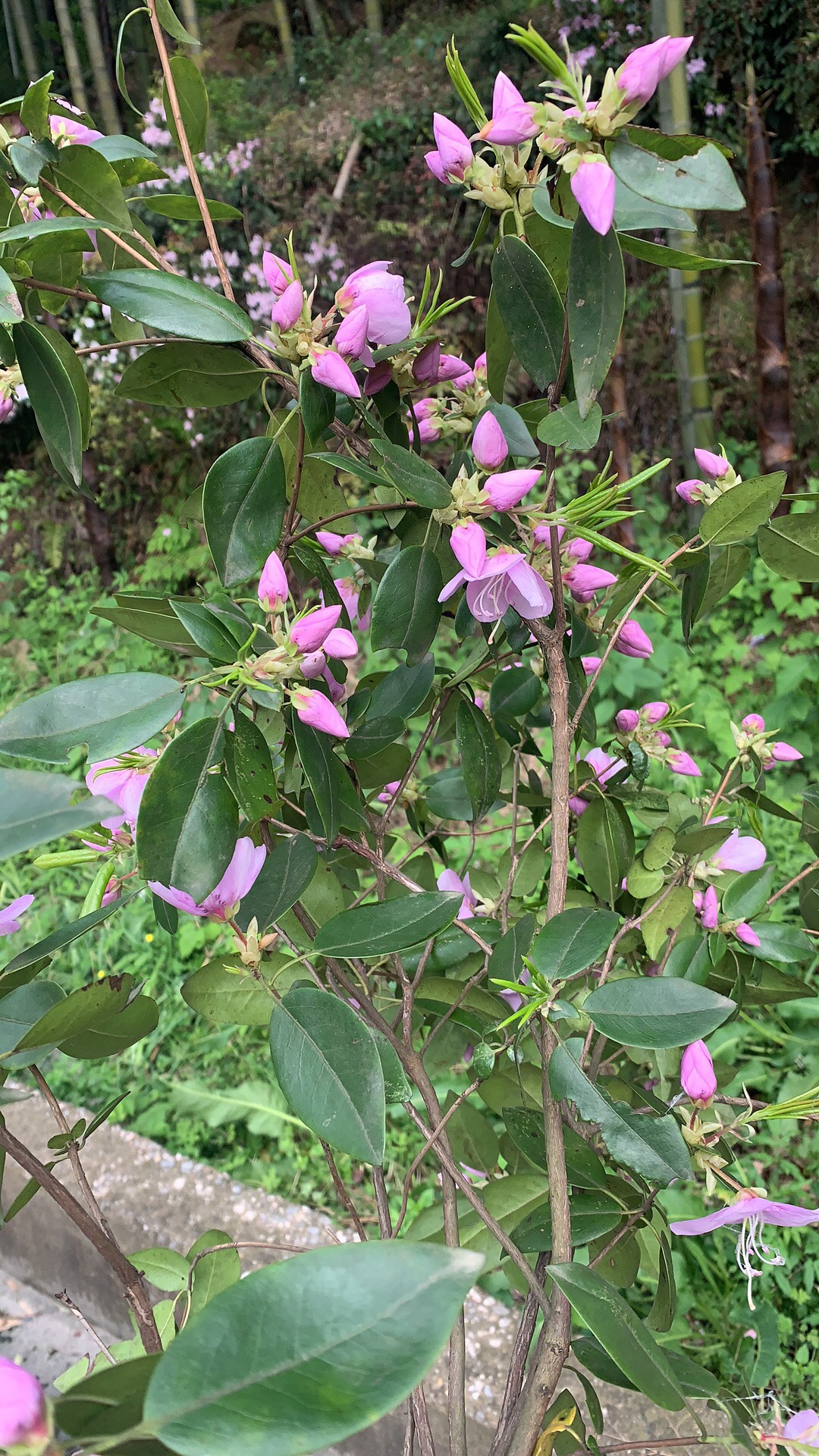 粉色花 拍之前请咨询季节是否发货 ...