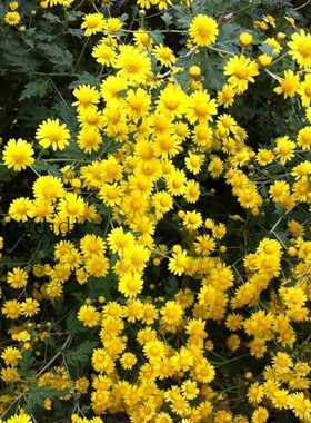 菊香 黄色小菊花菊花有助睡眠易活可泡茶懒人植物1份1棵