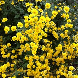 菊香 黄色小菊花菊花有助睡眠易活可泡茶懒人植物1份1棵
