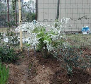 白色小花雪柳线叶绣线菊喷雪花特惠春季趣味庭院绿植观叶植物