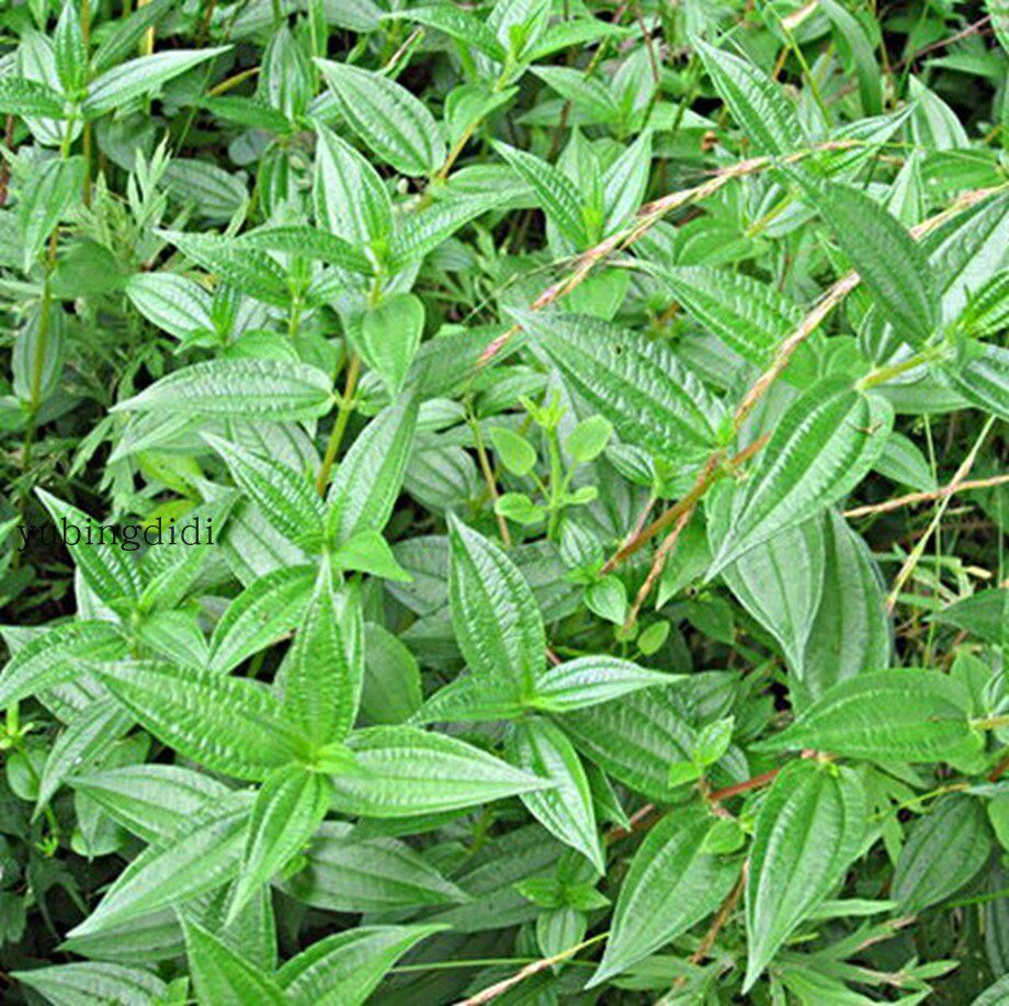 拉拉草庭院拉拉藤捆仙绳糯米藤糯米团荨麻科蔓苎麻 1份1棵