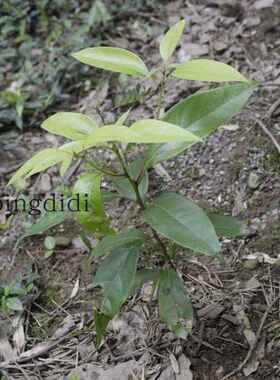 香樟树盆景特惠香樟树香樟树盆栽地栽树庭院绿植观叶植物