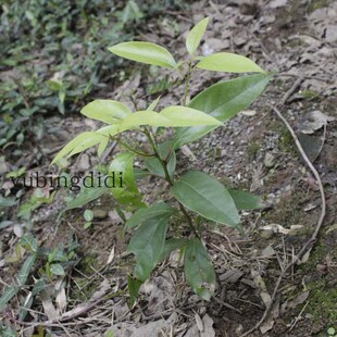 香樟树盆景特惠香樟树香樟树盆栽地栽树庭院绿植观叶植物