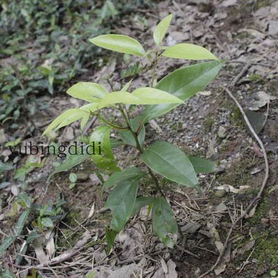 香樟树盆景特惠香樟树香樟树盆栽地栽树庭院绿植观叶植物