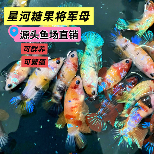 泰国斗鱼母鱼糖果母星河将军母热带小型观赏鱼可混养新手易上手