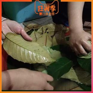 蒿子粑粑叶水果湘西特产新鲜粑粑叶猴板栗树叶子原材料100片包邮