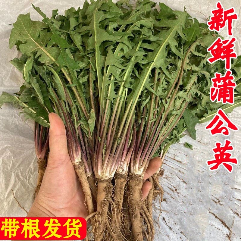 新鲜野生现挖蒲公英菜鲜野菜带整其它