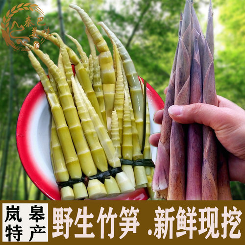 岚皋高山新鲜当季小竹笋嫩炒炖秦岭
