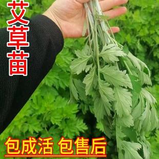 新鲜艾叶艾草根苗圃艾叶根野生艾草鲜艾叶草嫩艾草叶蕲艾根