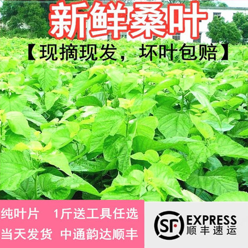 桑叶喂蚕新鲜蚕宝宝嫩桑叶桑树叶